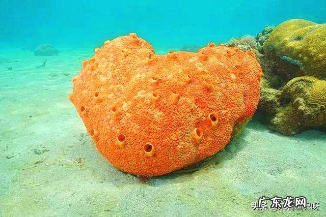 为什么生物体基本上都是对称的?有没有不对称的生物?