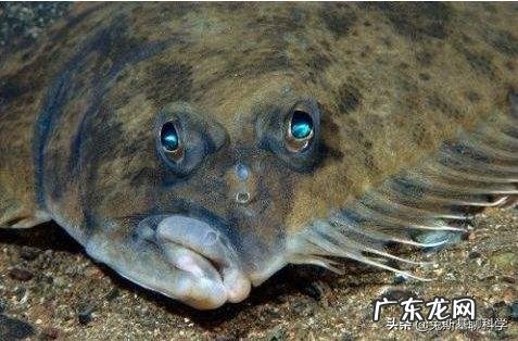 为什么生物体基本上都是对称的?有没有不对称的生物?