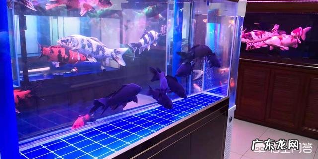 鱼缸摆放位置有哪些讲究?