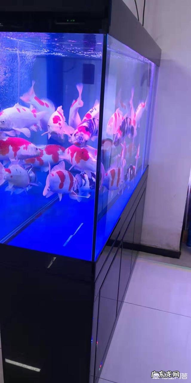 鱼缸摆放位置有哪些讲究?