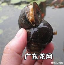 请问拳头大的田螺怎么做好吃?