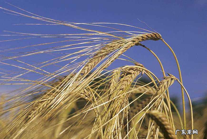 大麦的功效和作用