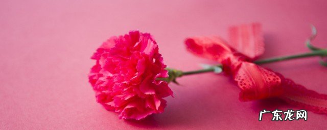 教师节可以送些什么花