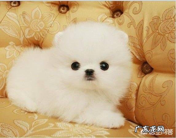 狗粮除外 博美犬幼犬可以吃什么东西??