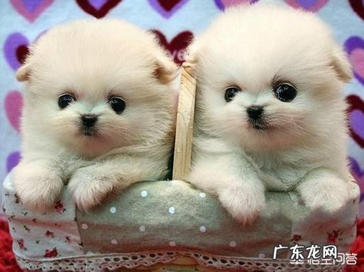 狗粮除外 博美犬幼犬可以吃什么东西??