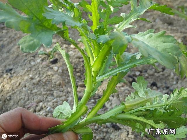 茼蒿生长的适宜温度是怎样的？