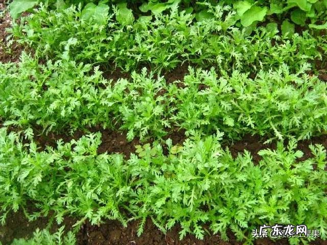 茼蒿生长的适宜温度是怎样的？