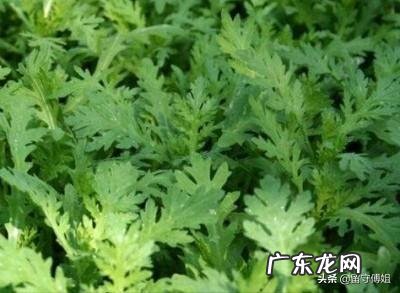 茼蒿生长的适宜温度是怎样的？