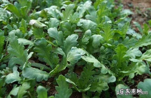 茼蒿生长的适宜温度是怎样的？