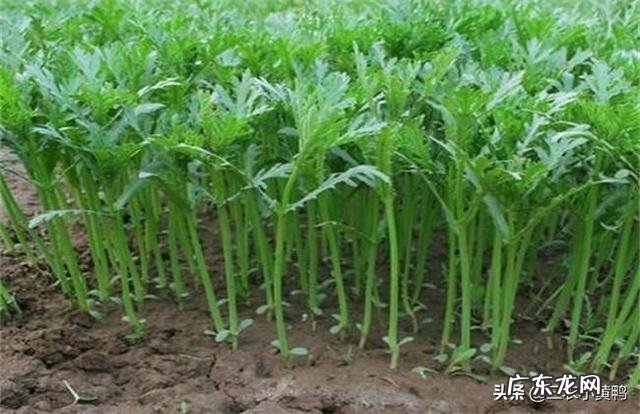 茼蒿生长的适宜温度是怎样的？