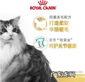 布偶一定要吃贵猫粮吗 皇家布偶猫粮好不好吃