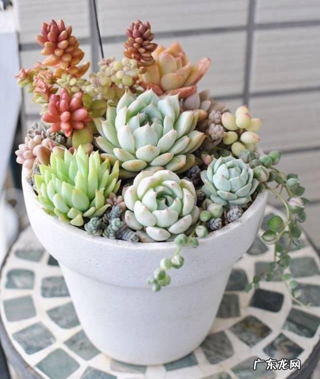 你知道有哪些养不死的盆栽吗?