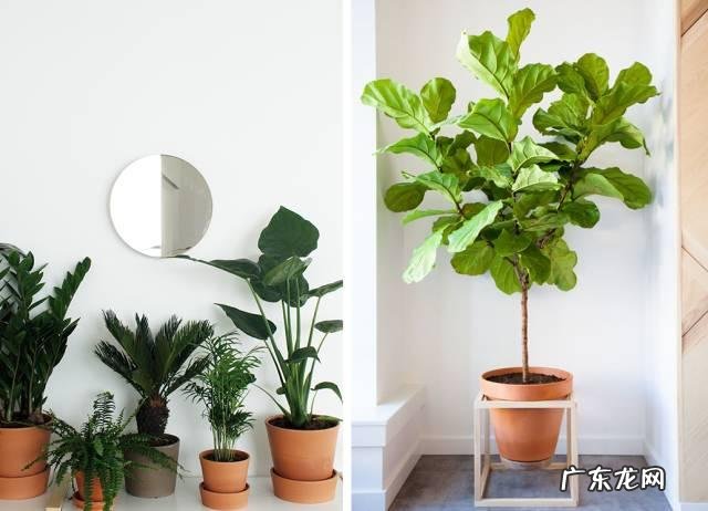 你知道有哪些养不死的盆栽吗?