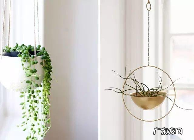 你知道有哪些养不死的盆栽吗?