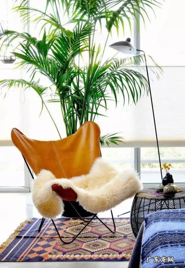 你知道有哪些养不死的盆栽吗？