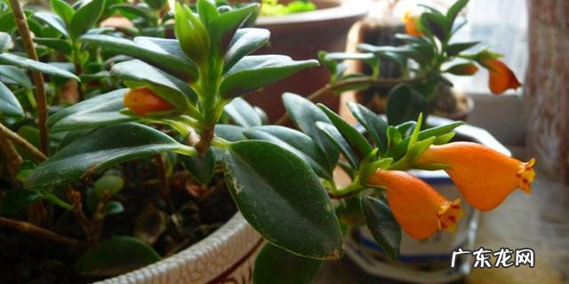 你知道有哪些养不死的盆栽吗?