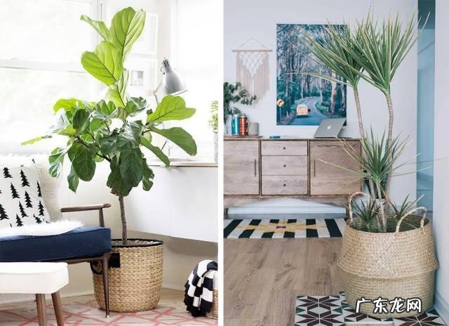 你知道有哪些养不死的盆栽吗?