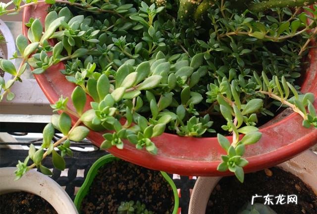 你知道有哪些养不死的盆栽吗?