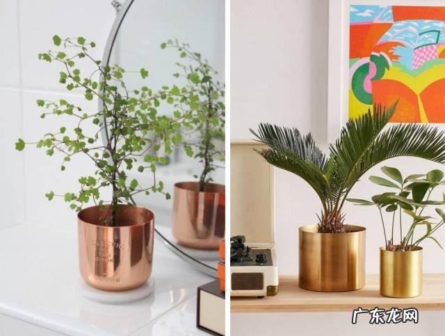 你知道有哪些养不死的盆栽吗?