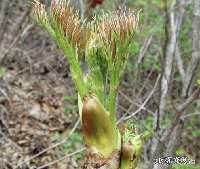 刺嫩芽怎么吃?种植的话有销量吗?