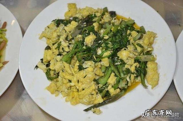 刺嫩芽怎么吃?种植的话有销量吗?