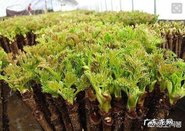 刺嫩芽怎么吃?种植的话有销量吗?