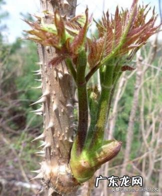 刺嫩芽怎么吃?种植的话有销量吗?