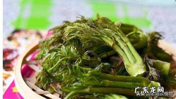 刺嫩芽怎么吃?种植的话有销量吗?