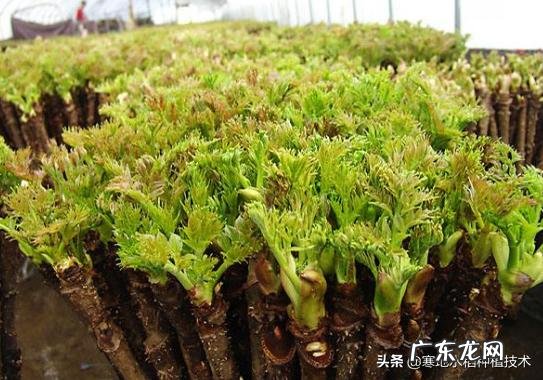 刺嫩芽怎么吃?种植的话有销量吗?