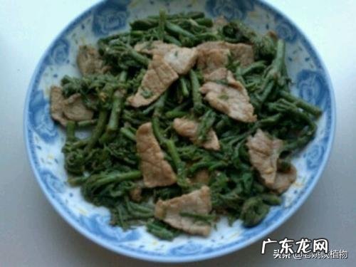 刺嫩芽怎么吃?种植的话有销量吗?