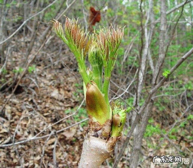 刺嫩芽怎么吃?种植的话有销量吗?