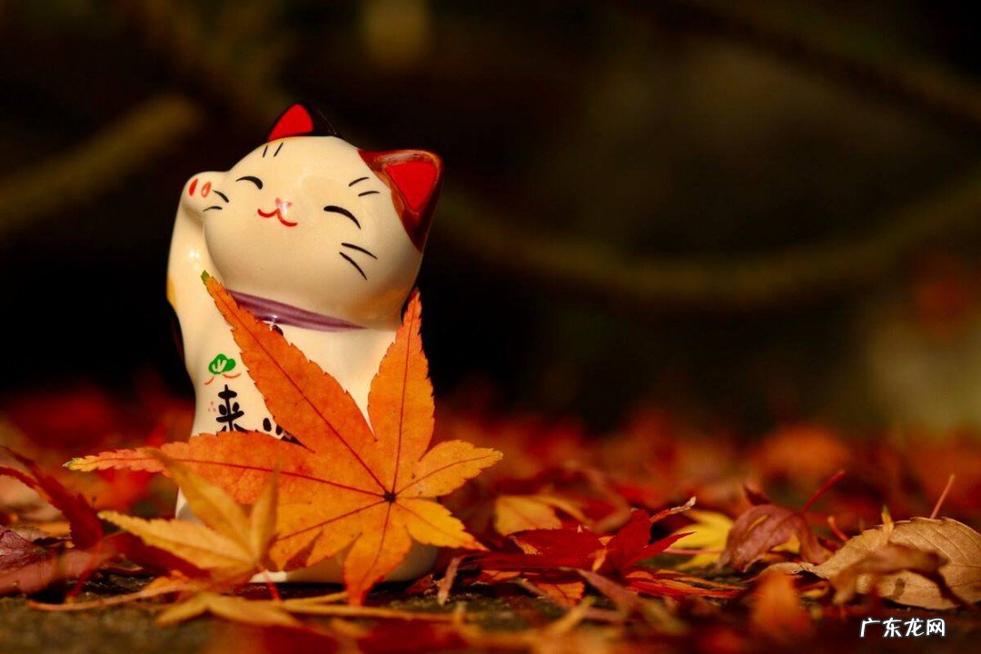 随心所欲什么意思