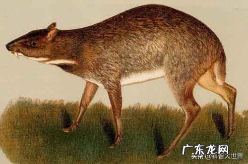 已消失30年的银背鼷鹿是一种怎样的物种?