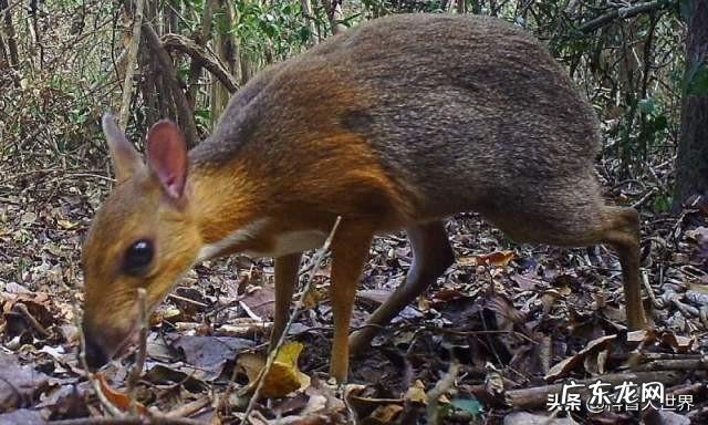 已消失30年的银背鼷鹿是一种怎样的物种?