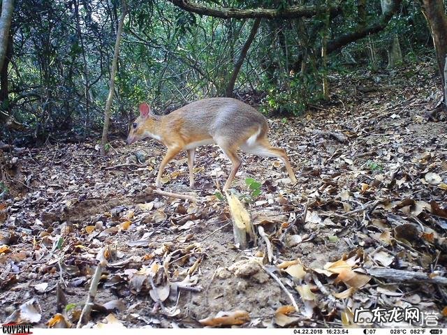 已消失30年的银背鼷鹿是一种怎样的物种?