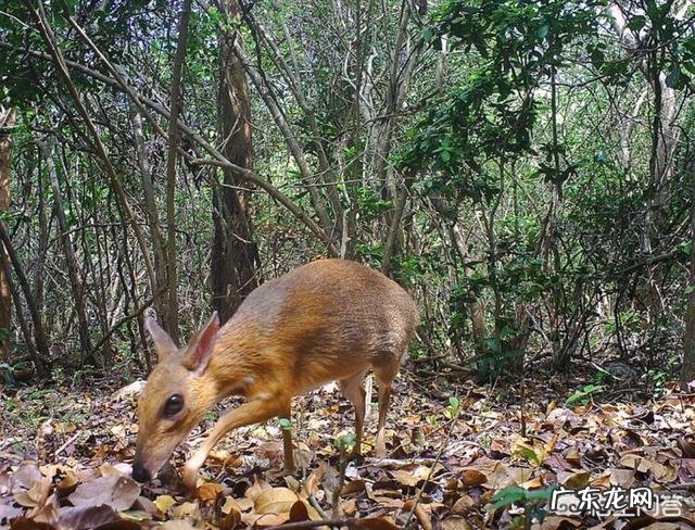 已消失30年的银背鼷鹿是一种怎样的物种?