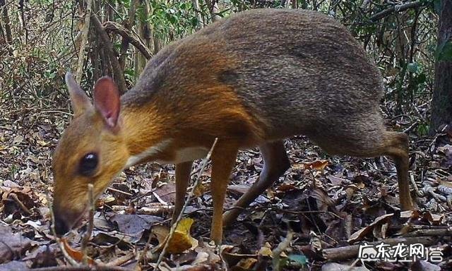 已消失30年的银背鼷鹿是一种怎样的物种?