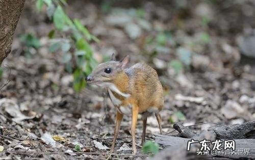 已消失30年的银背鼷鹿是一种怎样的物种?