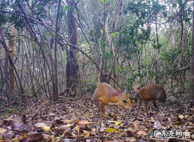 已消失30年的银背鼷鹿是一种怎样的物种?