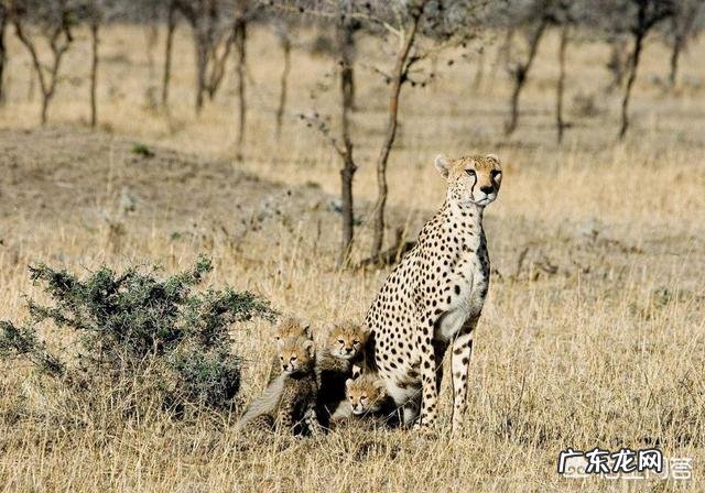已消失30年的银背鼷鹿是一种怎样的物种?