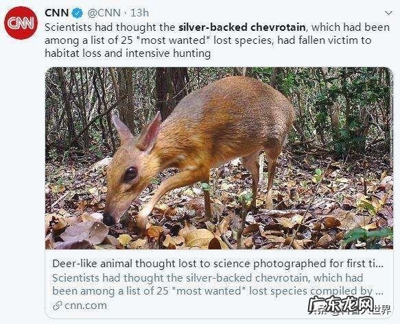已消失30年的银背鼷鹿是一种怎样的物种?
