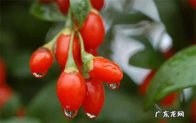 枸杞泡茶有什么作用?