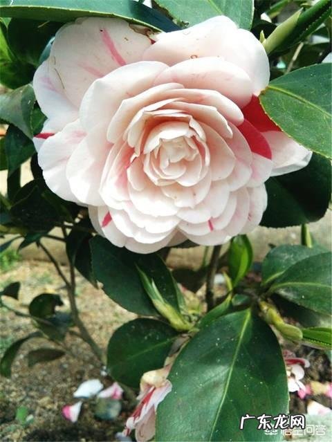 茶花适合什么土壤种植?