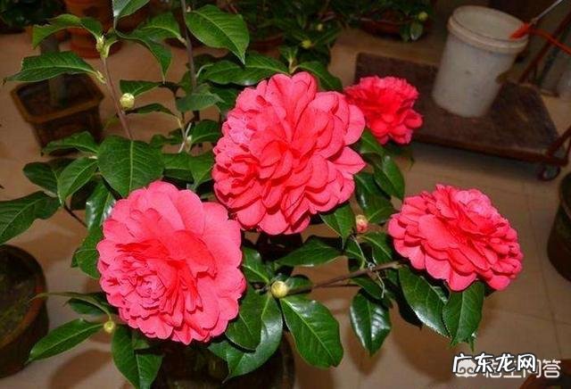 茶花适合什么土壤种植?