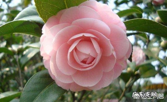 茶花适合什么土壤种植?