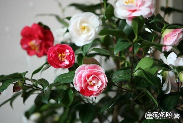 茶花适合什么土壤种植?