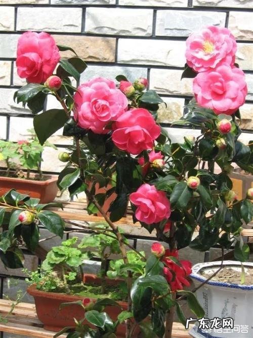 茶花适合什么土壤种植?