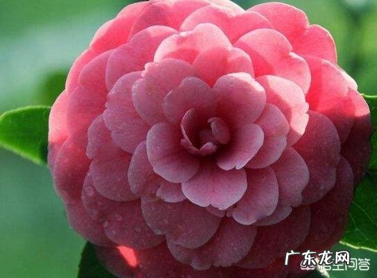 茶花适合什么土壤种植?