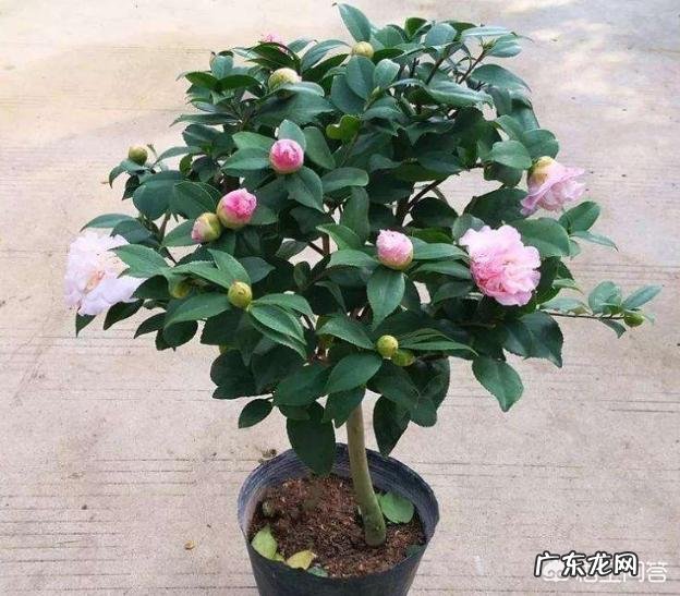 茶花适合什么土壤种植?