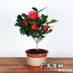 茶花适合什么土壤种植?